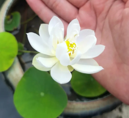 碗莲徒长怎么办