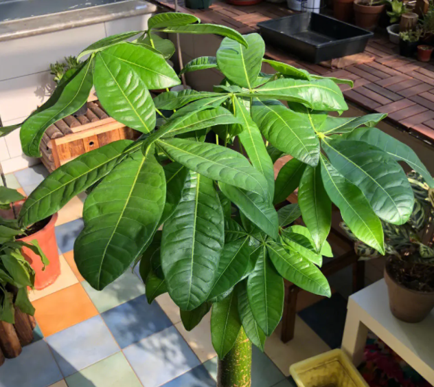 发财树怕太阳晒吗