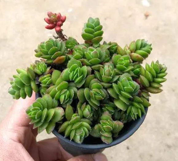 大卫多肉可以叶插吗