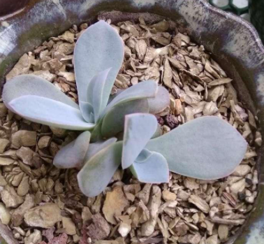 广寒宫多肉可以叶插吗