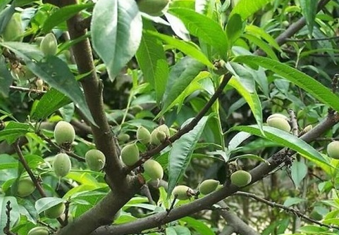 桃树插枝能活吗