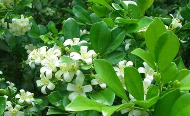 九里香不发芽怎么办