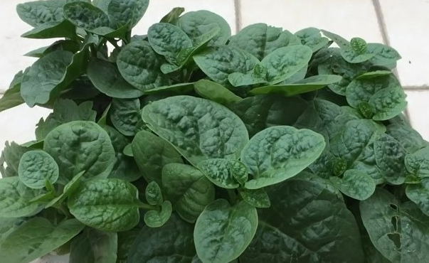 木耳菜插枝能活吗