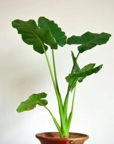 滴水观音插枝能活吗