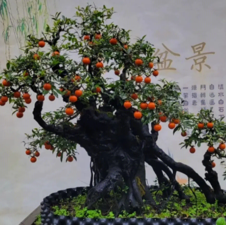 金弹子老桩不发芽怎么办