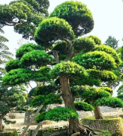 罗汉松不发芽怎么办