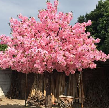 樱花树插枝能活吗