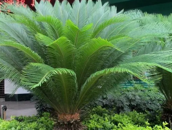 铁树不发芽怎么办