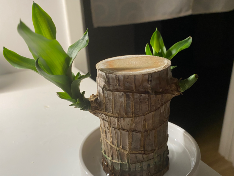 巴西木不发芽怎么办