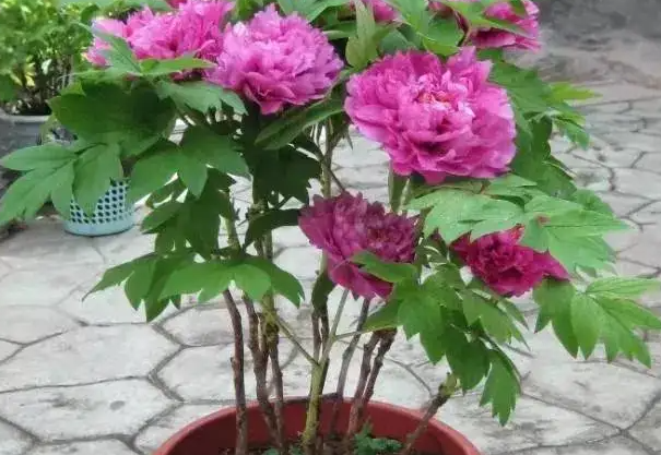 牡丹花插枝能活吗