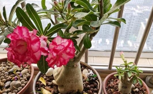 沙漠玫瑰不发芽怎么办
