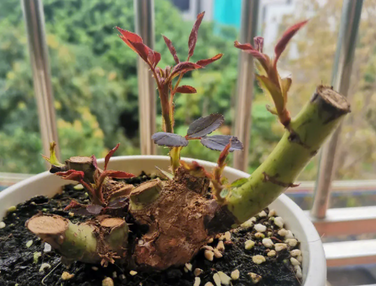 月季老桩不发芽怎么办