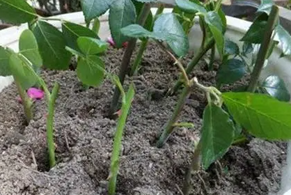蔷薇插枝能活吗