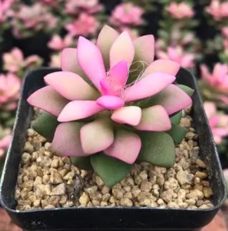 吹雪之松锦可以叶插吗