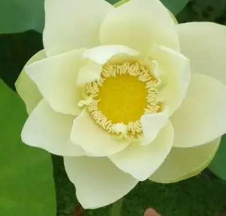 小蓝衣可以叶插吗