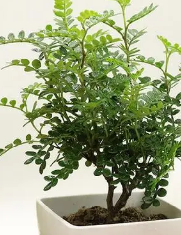 清香木插枝能活吗