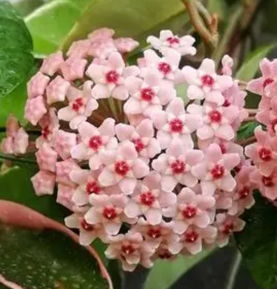 球兰插枝能活吗