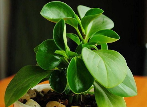 碧玉喜阴还是喜阳光的植物
