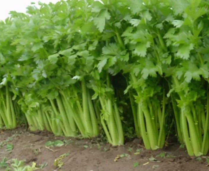 芹菜几月份种合适