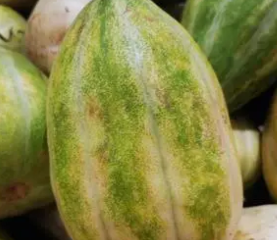 香瓜几月份种合适
