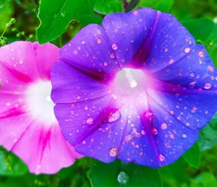 牵牛花几月份种合适