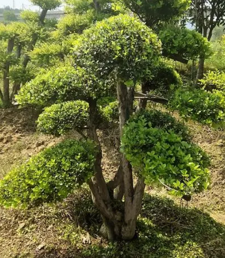 赤楠可以扦插吗