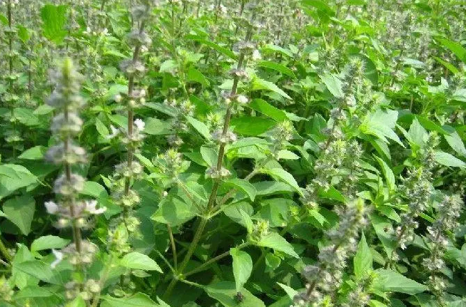 荆芥几月份种合适