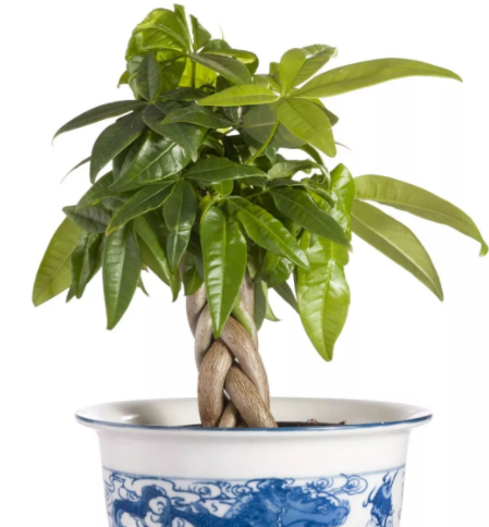 发财树喜水吗 发财树是喜水植物吗