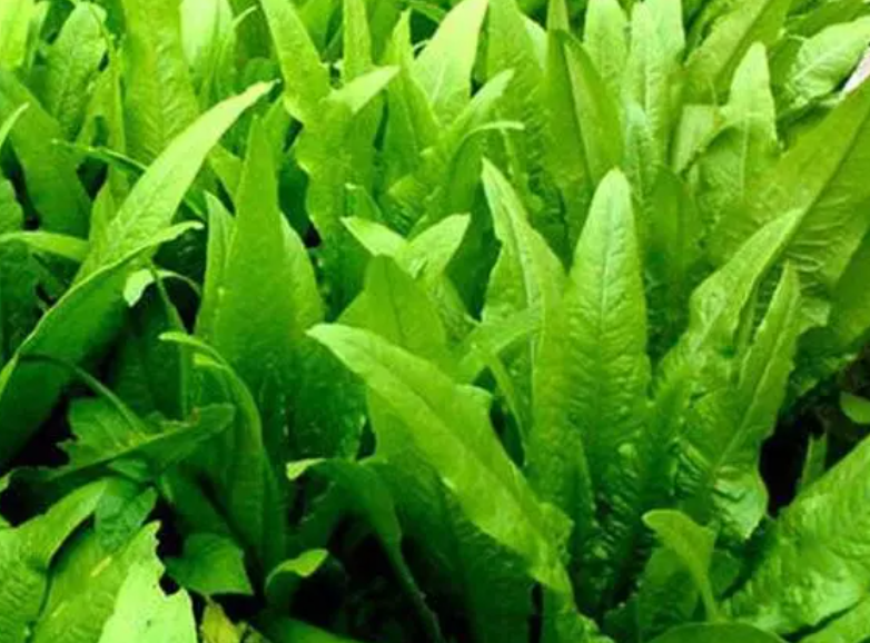 油麦菜几月份种合适