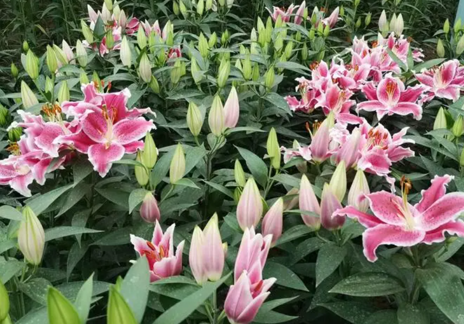 百合花几月份种合适