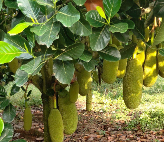 菠萝蜜几月份种合适
