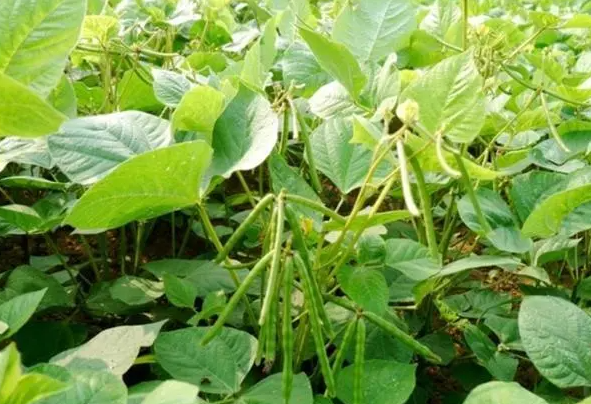绿豆几月份种合适