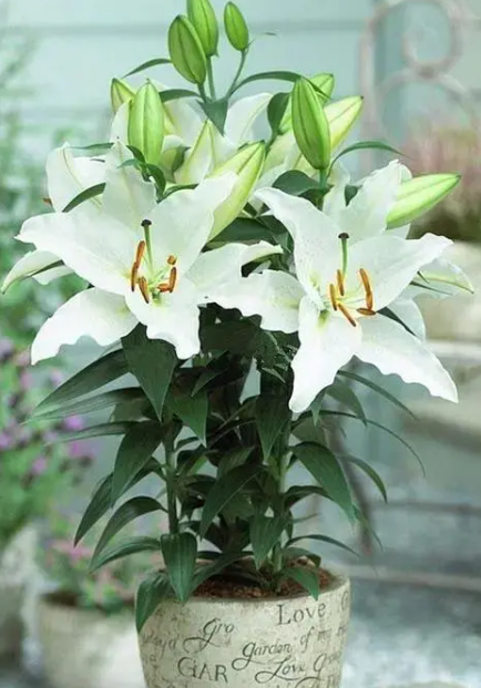 百合什么时候栽种合适 栽种时间和管理