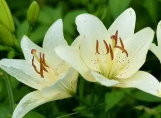 百合几月份种合适