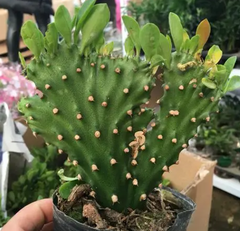 麒麟掌什么时候栽种合适 栽种时间和管理
