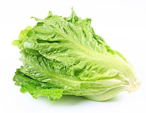 生菜喜阴还是喜阳光