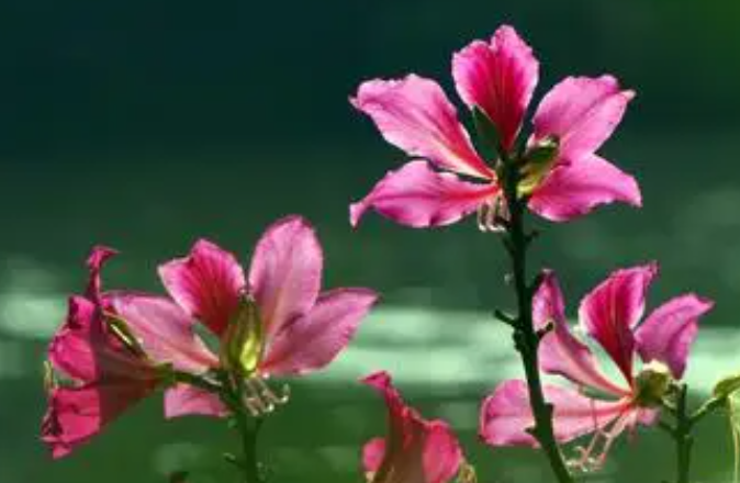 紫荆花可以扦插吗