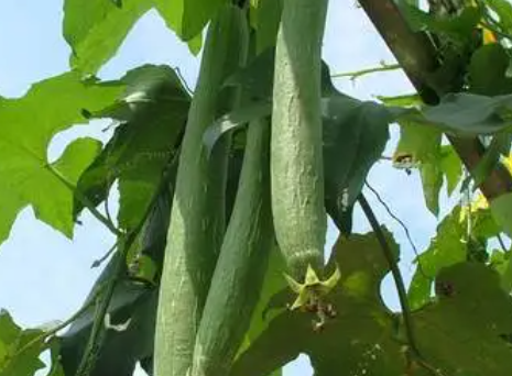丝瓜几月份种合适