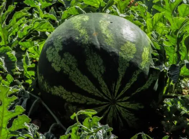 西瓜几月份种合适