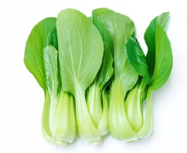 小白菜几月份种合适