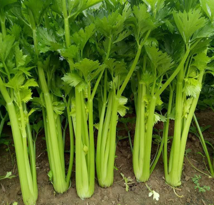芹菜和香芹菜是一种菜吗