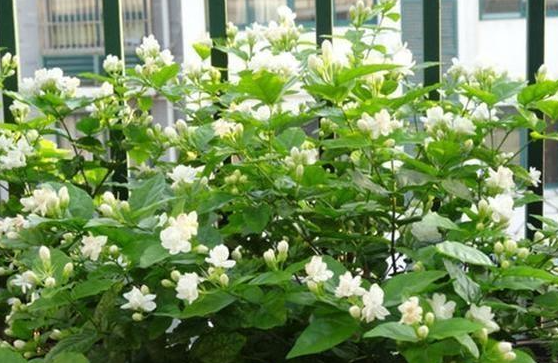 茉莉花喜阴还是喜阳光