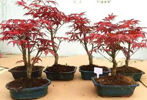枫树可以扦插吗