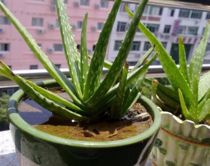 芦荟喜阴还是喜阳光