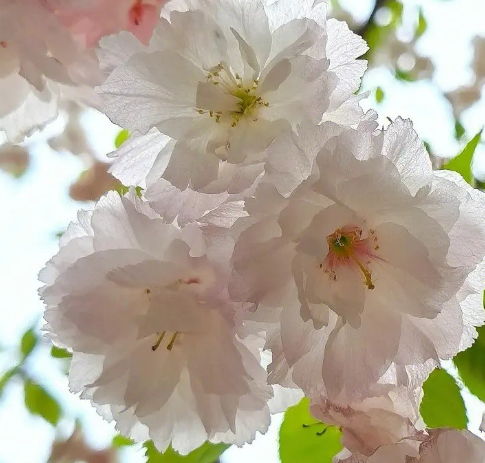 樱花可以扦插吗