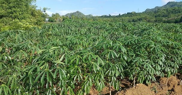 木薯几月份种合适