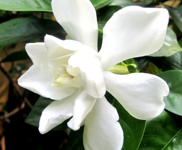 栀子花浇水的正确方法是什么