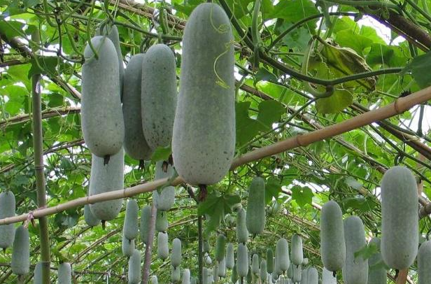 冬瓜几月份种合适