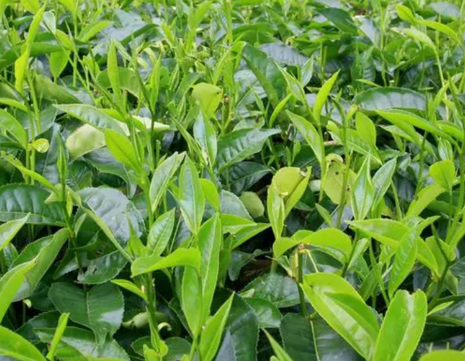 茶树喜阴还是喜阳光的植物