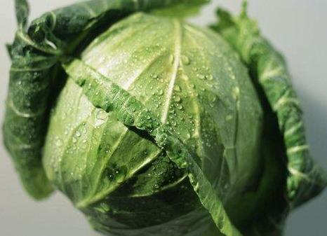 牛心菜和圆菜是一种菜吗
